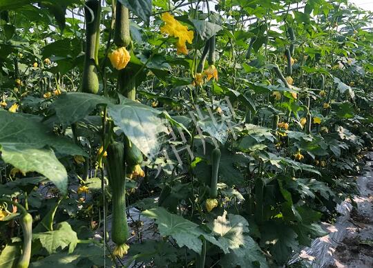 蔬菜種子種植戶客戶點評-種植“優(yōu)比1號”差的用戶，差到什么樣子？