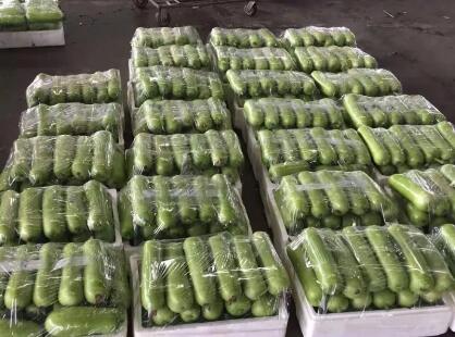 蔬菜種子種植戶客戶點評-上市早，價格好！我連續(xù)種了三年，滿意！