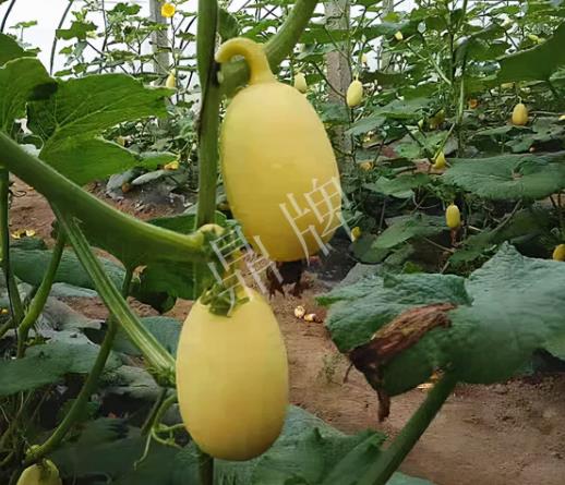 蔬菜種子種植戶客戶點評-上市了，14元/公斤。河南客戶發(fā)來…