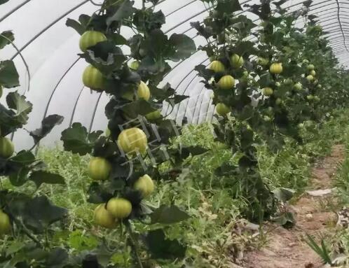 蔬菜種子種植戶客戶點評-我的乖乖，一株坐果15個，6元1斤，好賣得很！