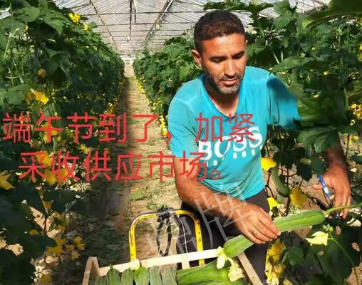 蔬菜種子種植戶客戶點評-羨慕！每公斤24元，“優(yōu)比1號”在法國的表現(xiàn)…