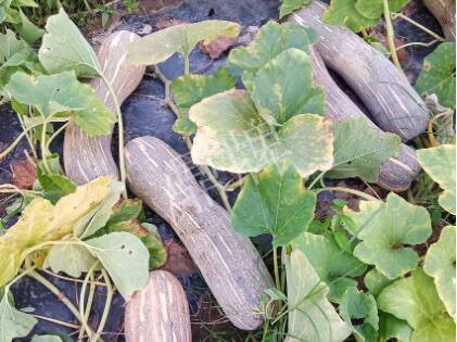 蔬菜種子種植戶客戶點評-了解它，就能種好它，獲得更高收入?。?！