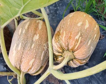 蔬菜種子種植戶客戶點評-“押寶”押對了，押對這個品種賺了2倍錢！