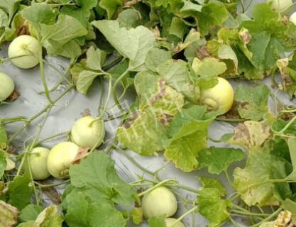 蔬菜種子種植戶客戶點評-低溫寡照的天氣，它仍然優(yōu)秀！