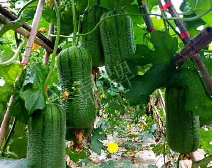 蔬菜種子種植戶客戶點評-這個新品種，讓我“頭痛”…