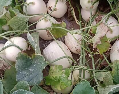 蔬菜種子種植戶客戶點評-“甜，真甜，真是甜！”