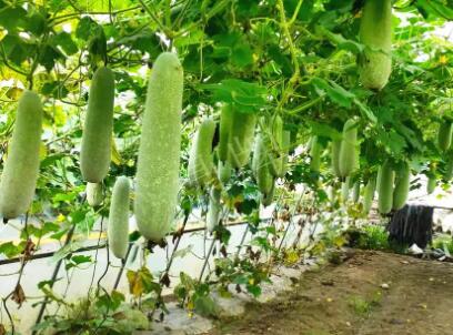 蔬菜種子種植戶客戶點評-我種的冬瓜，肉緊味甜，按個賣！