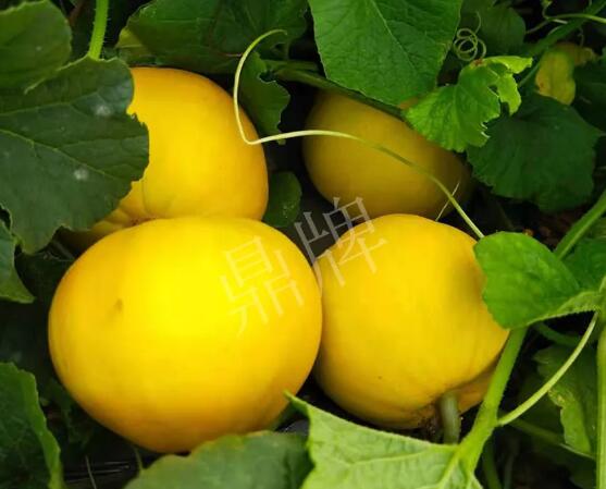 蔬菜種子種植戶客戶點評-純賺50萬，我這個“張大膽”榮光了一把！