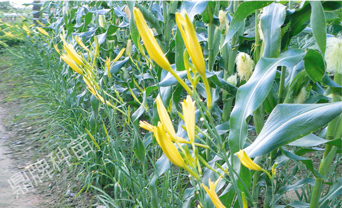 栽后第一年度，可實行套栽