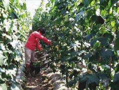 蔬菜種子種植戶客戶點評-優(yōu)秀絲瓜作品展播，請為菜農劉健平夫婦點贊