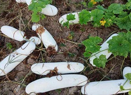 蔬菜種子種植戶客戶點(diǎn)評(píng)-您種植過(guò)“堆堆瓜”嗎？看一看，地上全是瓜！一睹芳容！