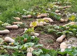 蔬菜種子種植戶客戶點(diǎn)評(píng)-周小為種植的健美蜜本又被報(bào)銷了，連電視臺(tái)記者也趕來(lái)了！