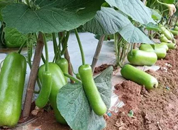 蔬菜種子種植戶客戶點評-浙江菜農種植的鼎牌瓠瓜喜獲豐收，又賣上了好價錢!