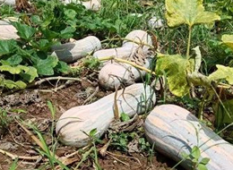 蔬菜種子種植戶客戶點評-一袋種子100粒，輕松賺回3000元...