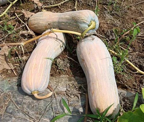 蔬菜種子栽培技術(shù)-“健美蜜本”南瓜7問(wèn)？