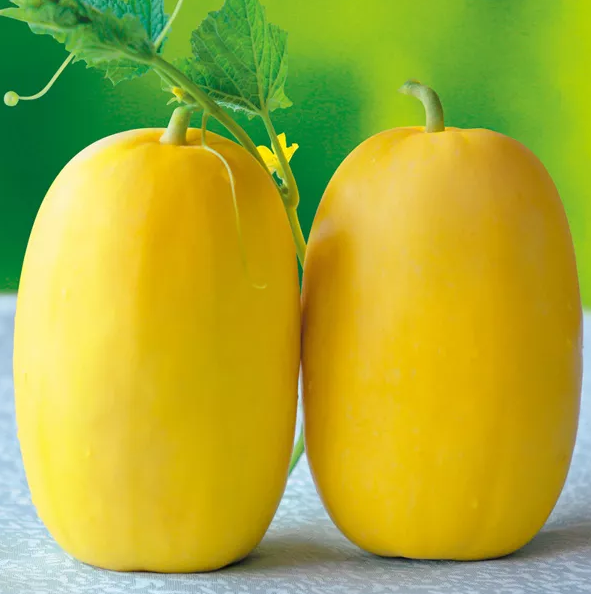 雇工難、成本高，想種甜瓜怎么辦？