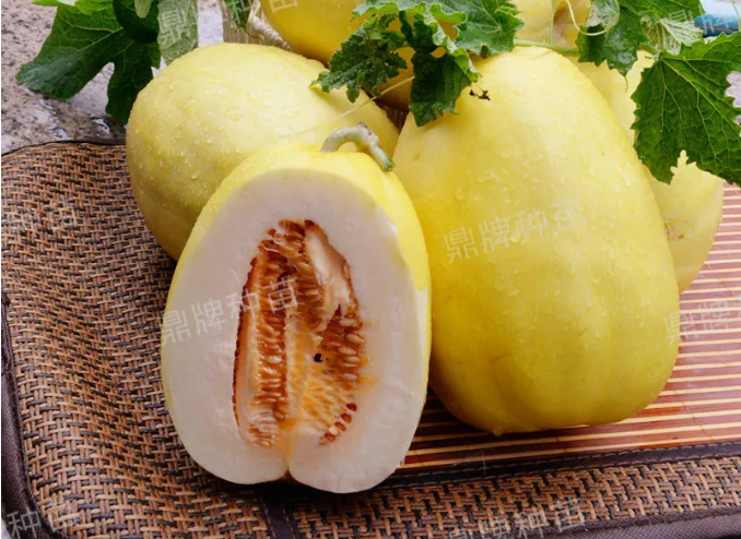 雇工難、成本高，想種甜瓜怎么辦？