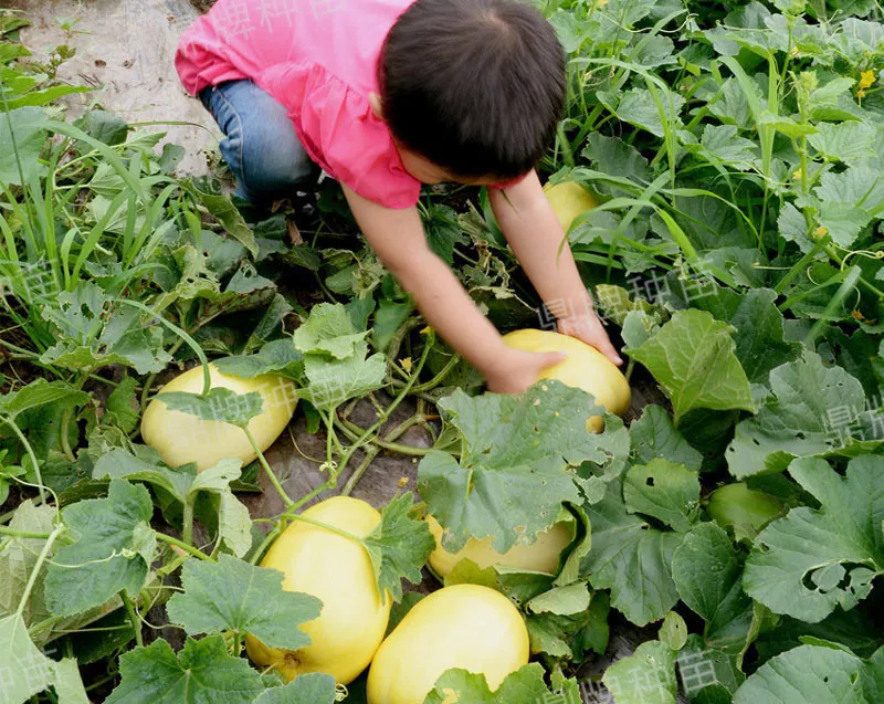 雇工難、成本高，想種甜瓜怎么辦？