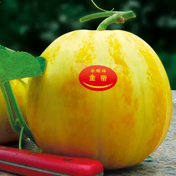 薄皮甜瓜，哪個(gè)品種最好呢？畝產(chǎn)高達(dá)10萬(wàn)，附4種市場(chǎng)爆款品種