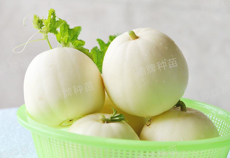 就這4個薄皮甜瓜，畝產(chǎn)萬斤很輕松，瓜果菜農(nóng)搶著種植