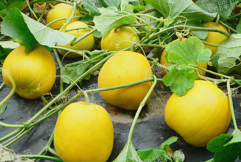 就這4個薄皮甜瓜，畝產(chǎn)萬斤很輕松，瓜果菜農(nóng)搶著種植