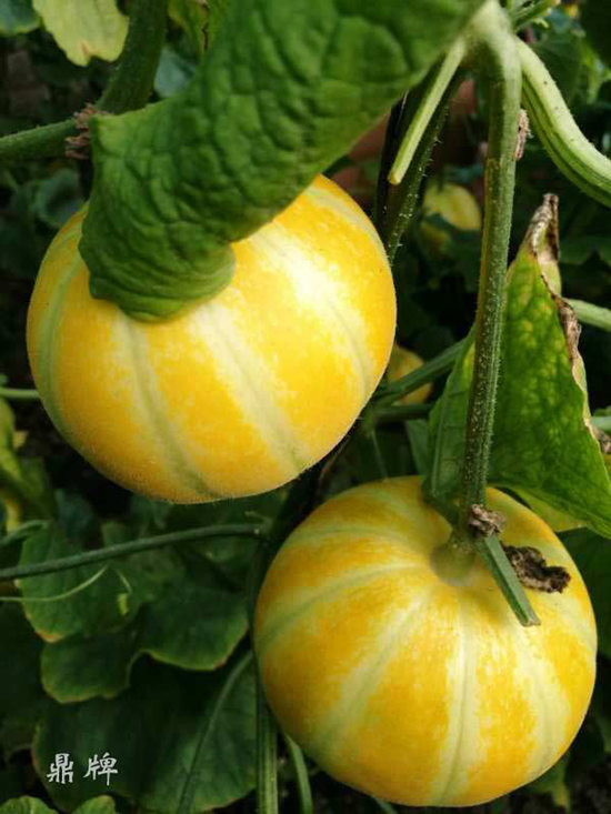 就這4個薄皮甜瓜，畝產(chǎn)萬斤很輕松，瓜果菜農(nóng)搶著種植