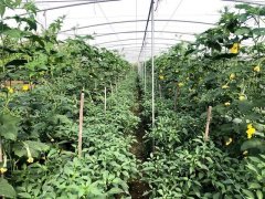 蔬菜種子種植戶客戶點評-這個品種，結瓜太夸張了！太恐怖了！