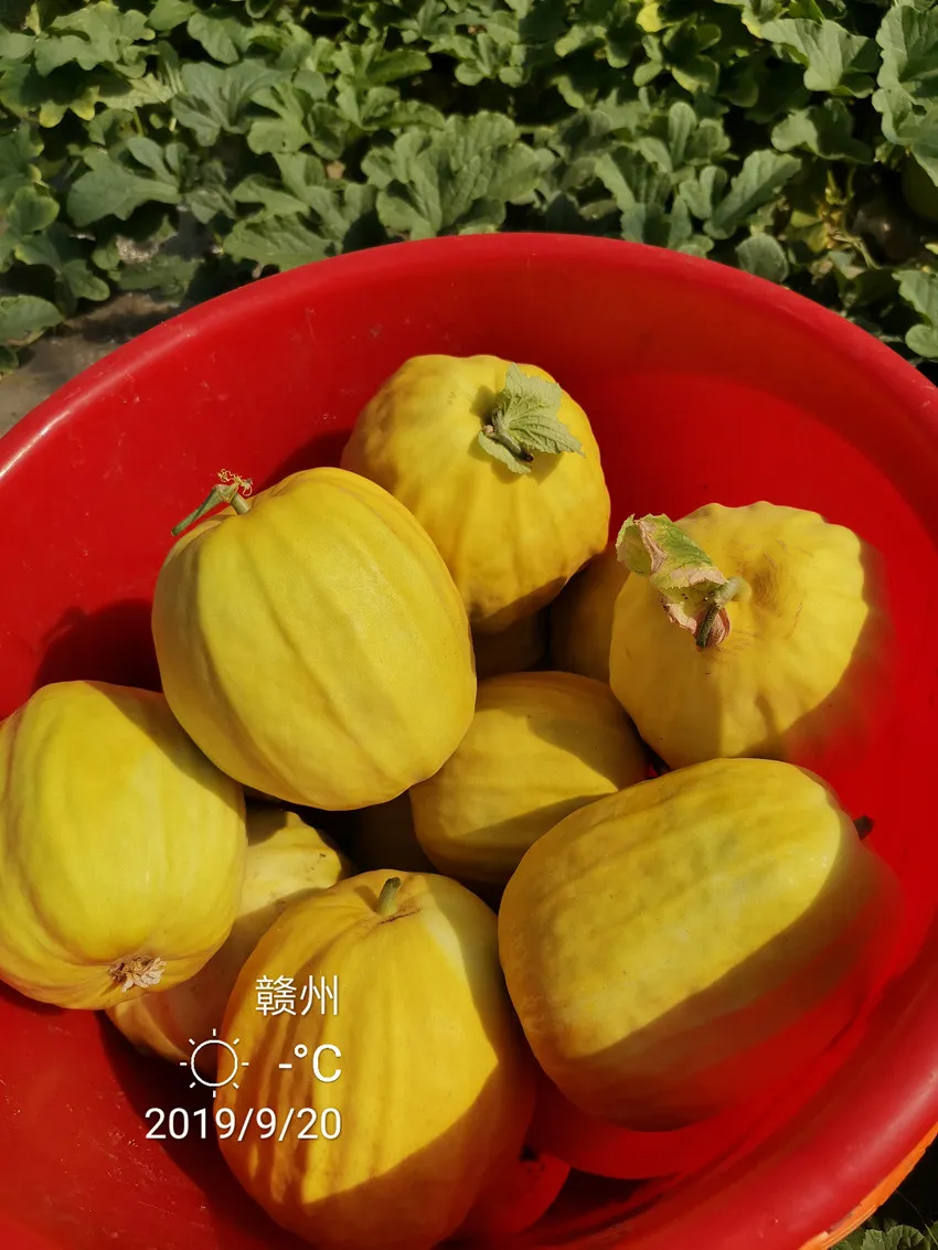 高溫季節(jié)種植甜瓜，什么品種最好？這個(gè)品種是秋季上市的專用品種