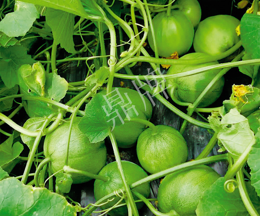 7元一斤還遭瘋搶，畝收益超2萬(wàn)元！到底什么甜瓜能這么牛？