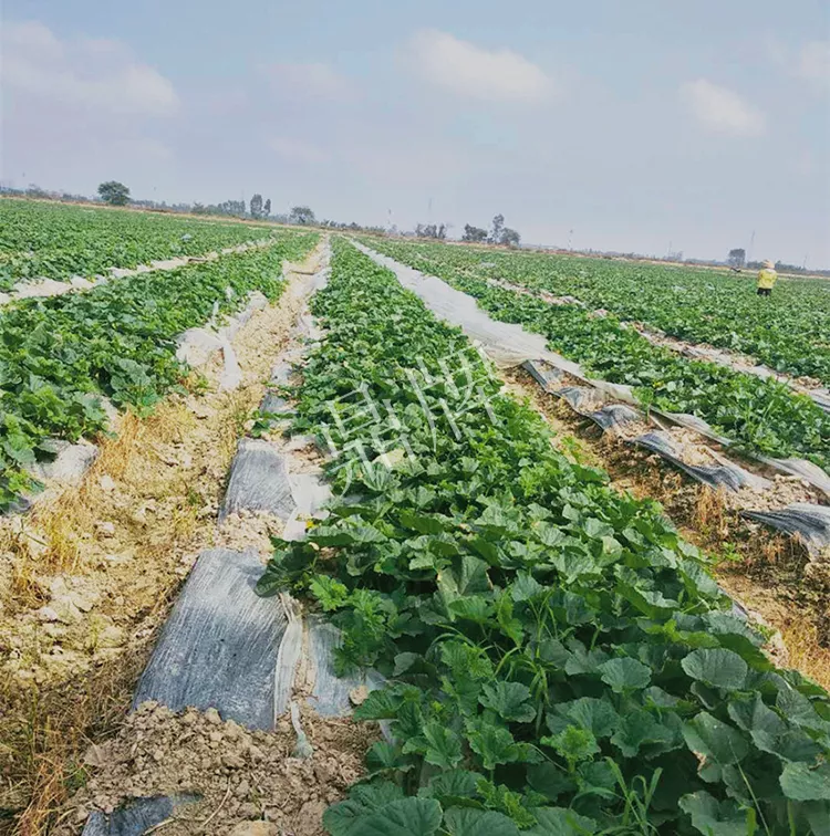 7元一斤還遭瘋搶，畝收益超2萬(wàn)元！到底什么甜瓜能這么牛？