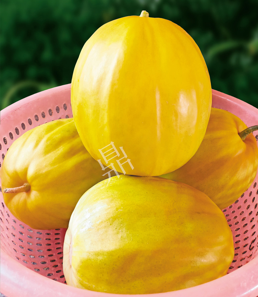 優(yōu)質(zhì)甜瓜新品種！畝產(chǎn)最高可達(dá)7000斤！還沒有畸形瓜