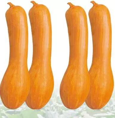 知道最甜最面的南瓜品種嗎？盤點十種有營養(yǎng)的甜面南瓜...