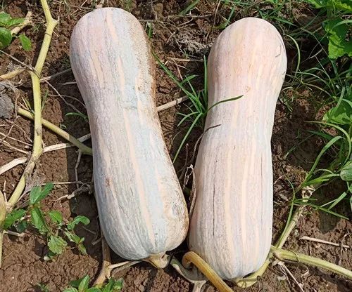 生吃都好吃南瓜新品種，沒有大肚子，肉質(zhì)更密致，農(nóng)戶試種下