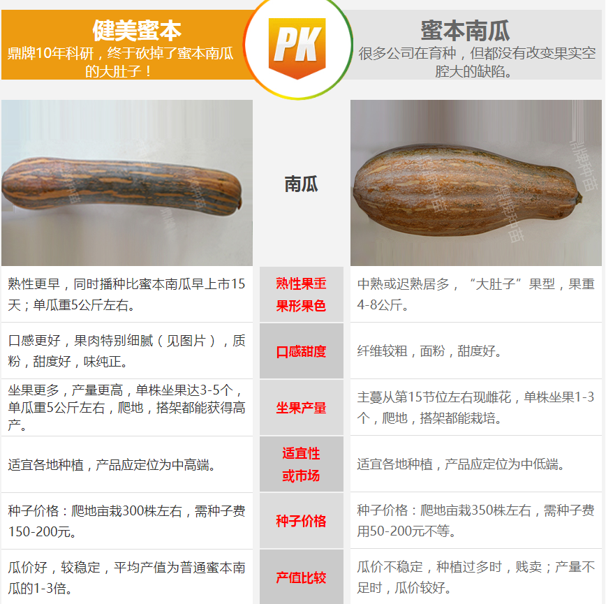 生吃都好吃南瓜新品種，沒有大肚子，肉質(zhì)更密致，農(nóng)戶試種下