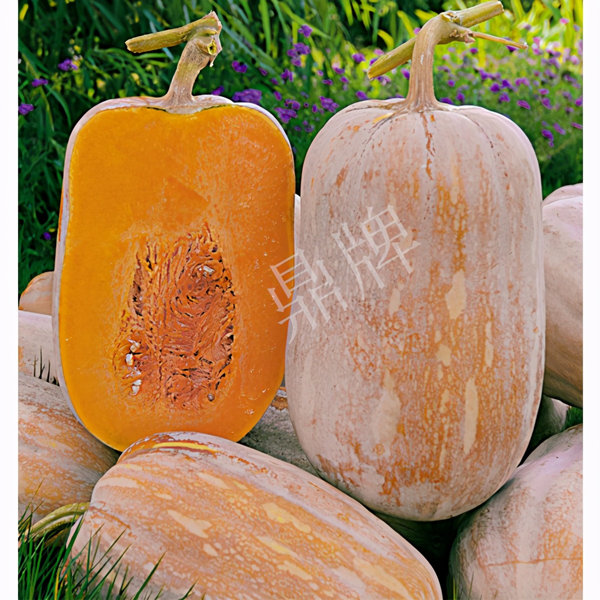 2020年，市面上的南瓜品種哪個口感最好、最甜、最值得種植？