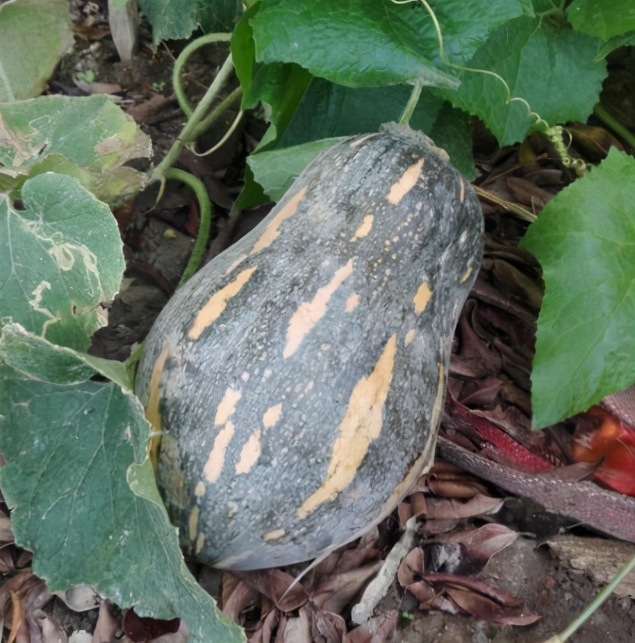 2020年，市面上的南瓜品種哪個口感最好、最甜、最值得種植？