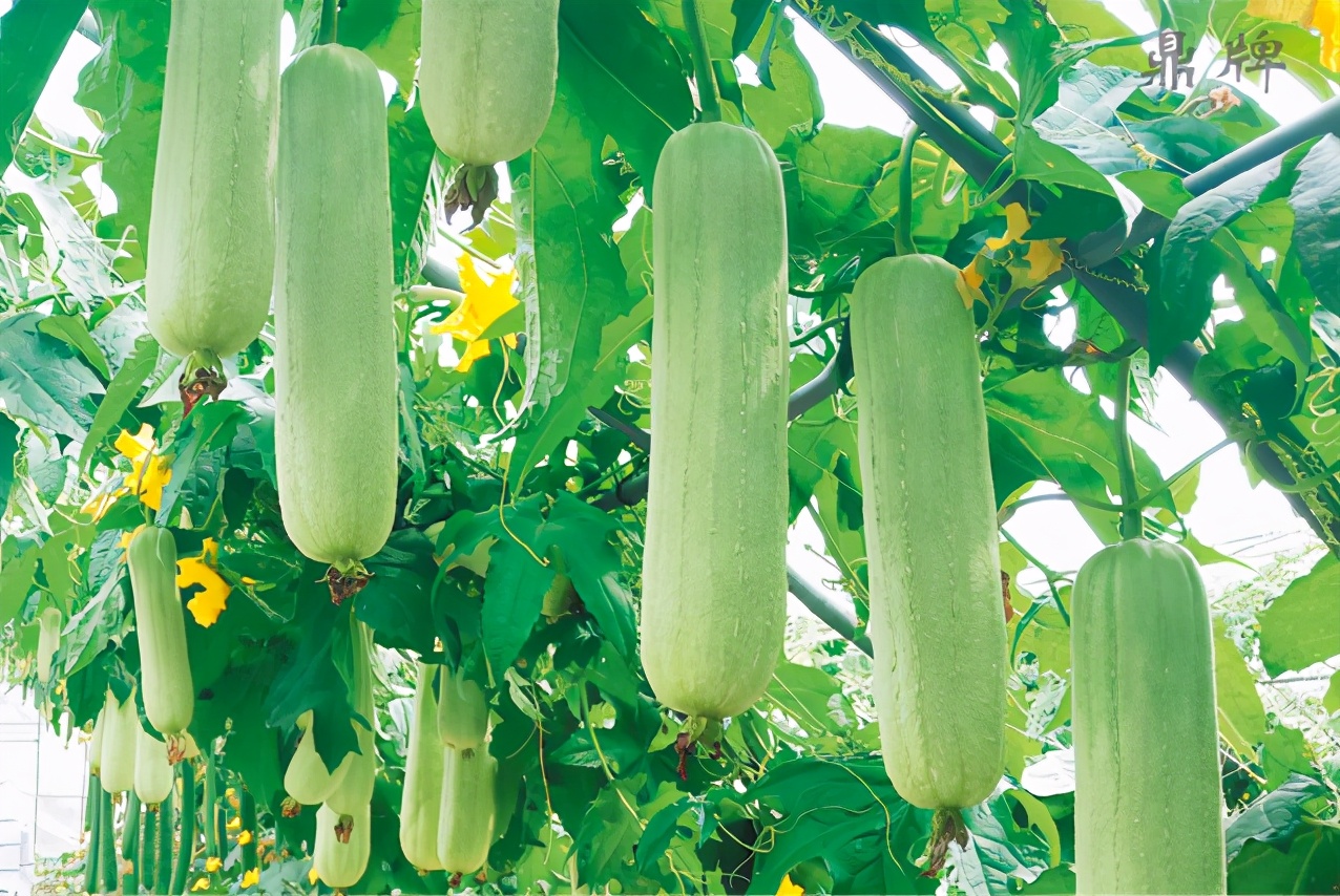 絲瓜新品種層不出窮，2021年，哪個絲瓜品種最值得種植？