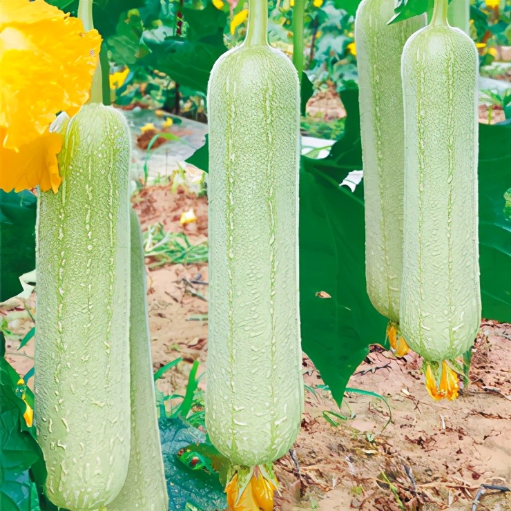 絲瓜新品種層不出窮，2021年，哪個絲瓜品種最值得種植？