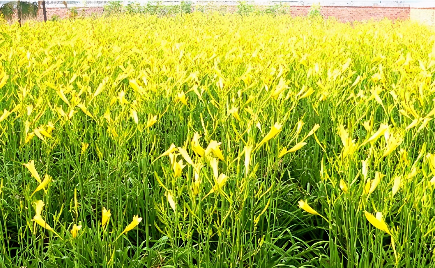 一斤接近20塊，原來它才是最火的國民蔬菜！全國都適種