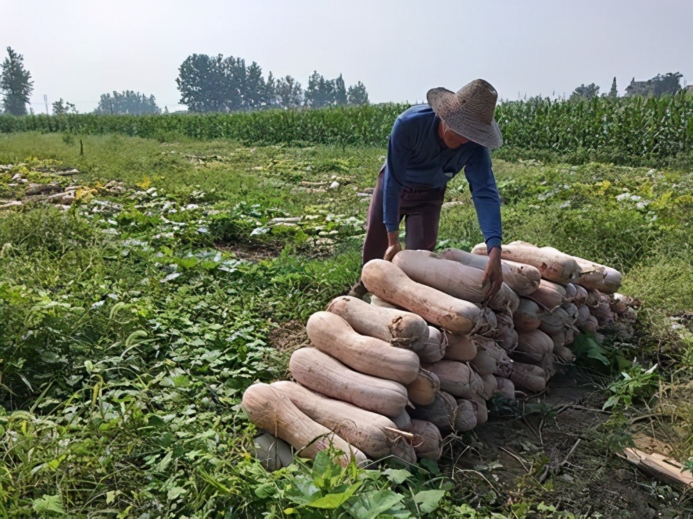 一位轉(zhuǎn)業(yè)后的特種兵，辦農(nóng)場(chǎng)種瓜菜，靠1個(gè)優(yōu)點(diǎn)，年賺200萬(wàn)