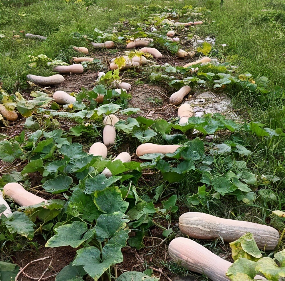 一位轉(zhuǎn)業(yè)后的特種兵，辦農(nóng)場(chǎng)種瓜菜，靠1個(gè)優(yōu)點(diǎn)，年賺200萬(wàn)