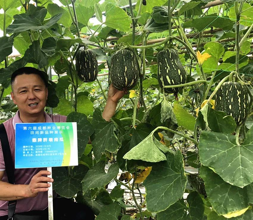 畝產(chǎn)6000公斤的南瓜上市，20年科研他就為打造1個爆款品種