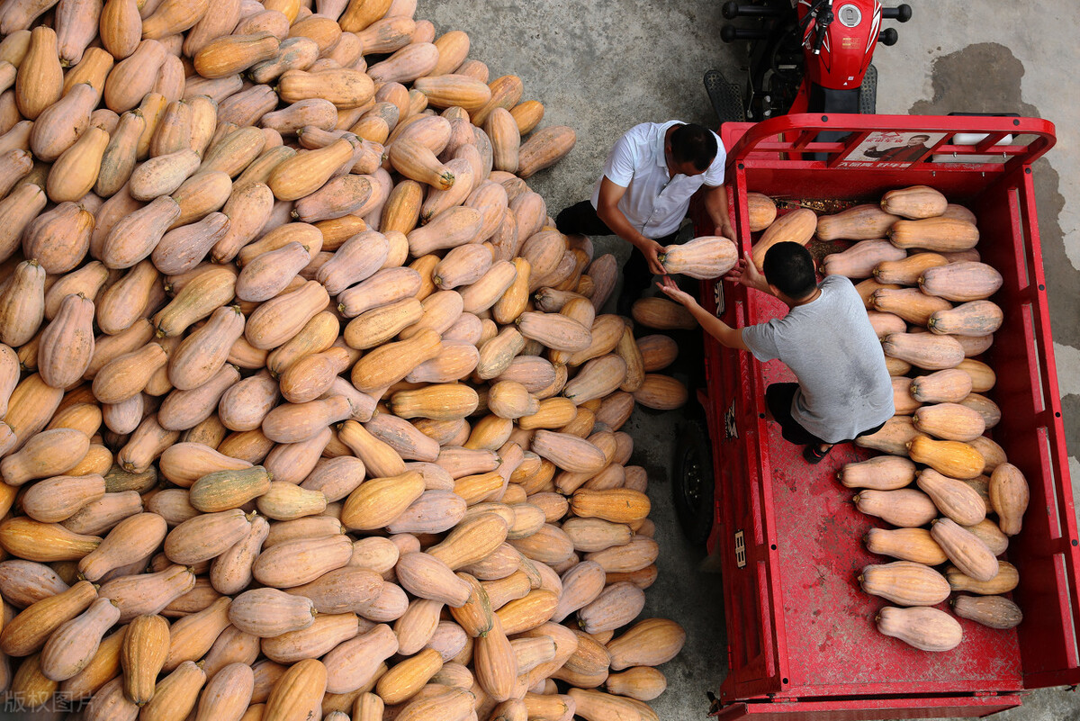 畝產(chǎn)6000公斤的南瓜上市，20年科研他就為打造1個爆款品種