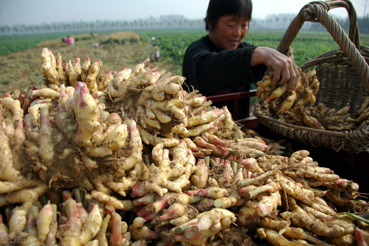 時(shí)隔三年，向錢蔥、姜你軍又來了，心動(dòng)了嗎？來年你會(huì)換品種嗎？