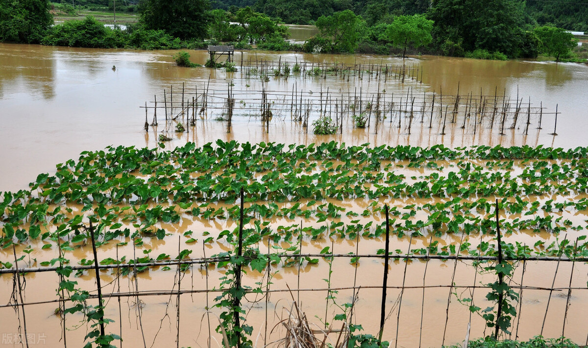 時(shí)隔三年，向錢蔥、姜你軍又來了，心動(dòng)了嗎？來年你會(huì)換品種嗎？