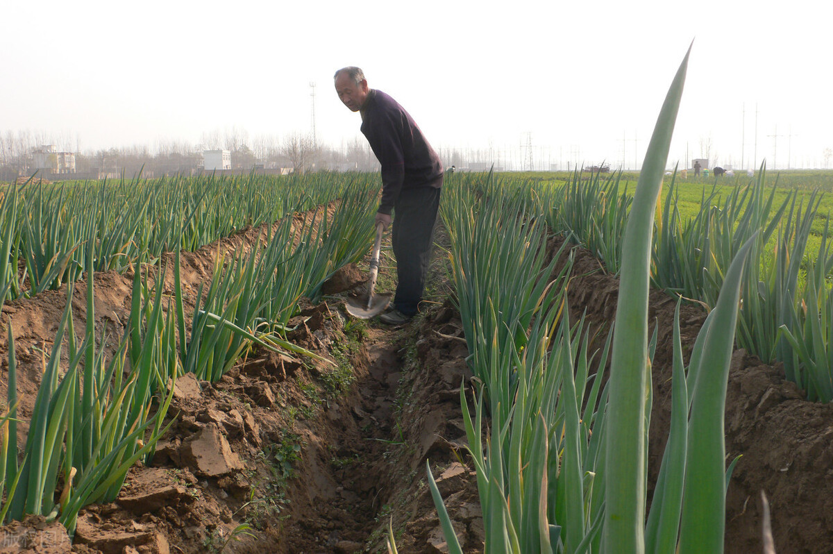 時(shí)隔三年，向錢蔥、姜你軍又來了，心動(dòng)了嗎？來年你會(huì)換品種嗎？