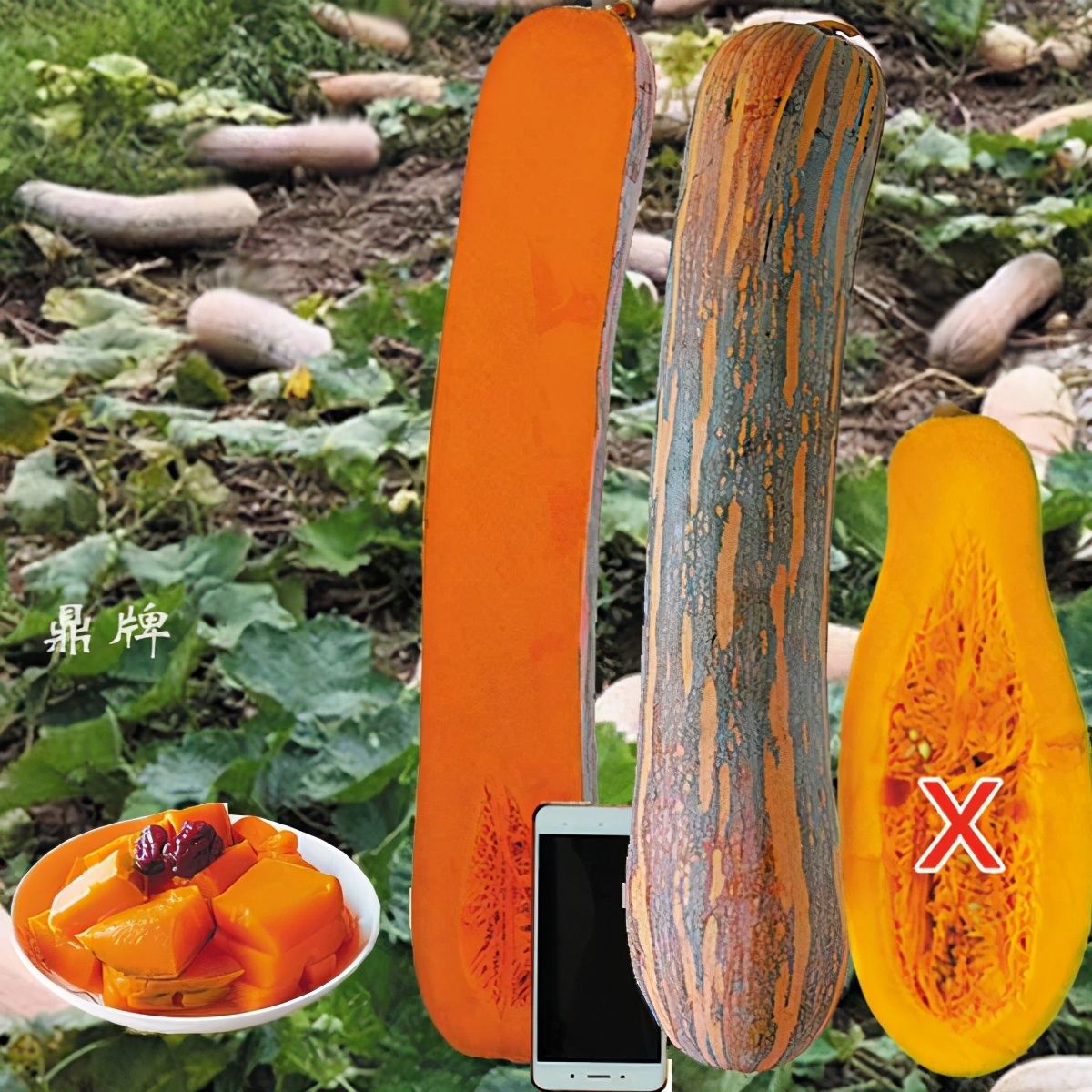 時(shí)隔三年，向錢蔥、姜你軍又來了，心動(dòng)了嗎？來年你會(huì)換品種嗎？