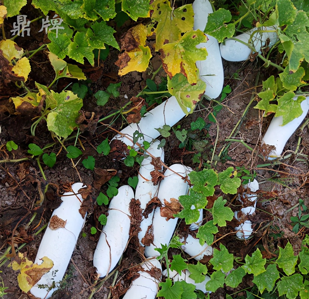 畝產(chǎn)值可達3萬元的冬瓜終上市，21年科研沉淀成就它