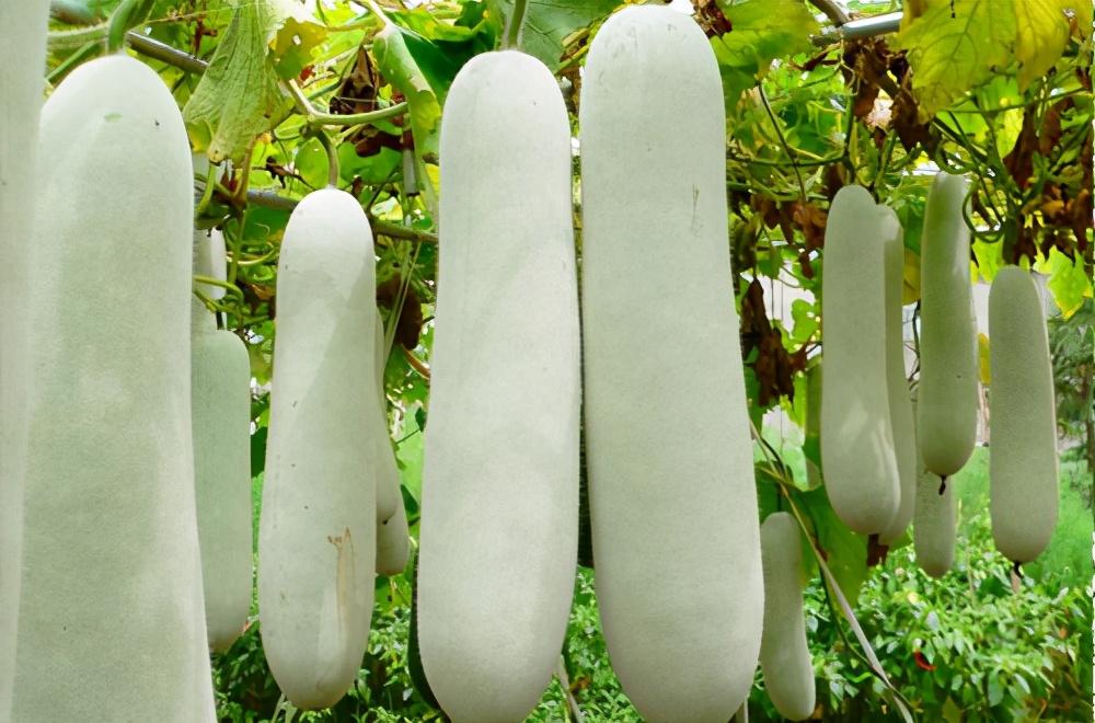 畝產(chǎn)值可達3萬元的冬瓜終上市，21年科研沉淀成就它