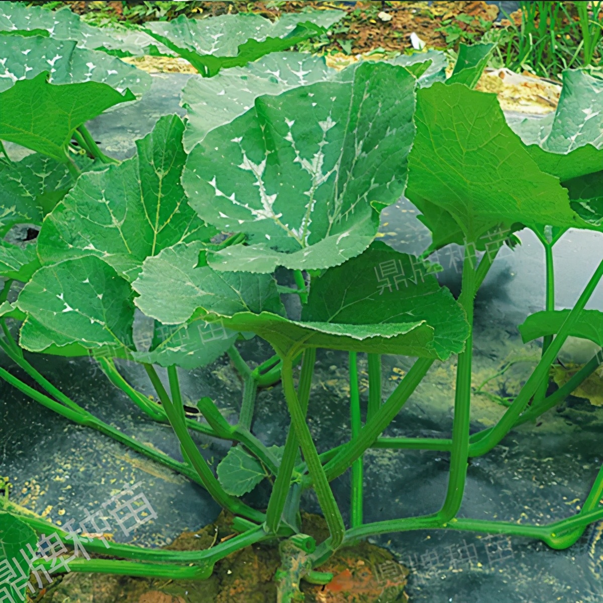 種這種綠葉菜，栽培輕松，畝產(chǎn)值過萬元，菜農(nóng)表示很劃算